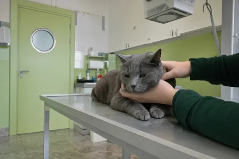 Katze wird auf dem Röntgentisch von zwei Händen gelagert
