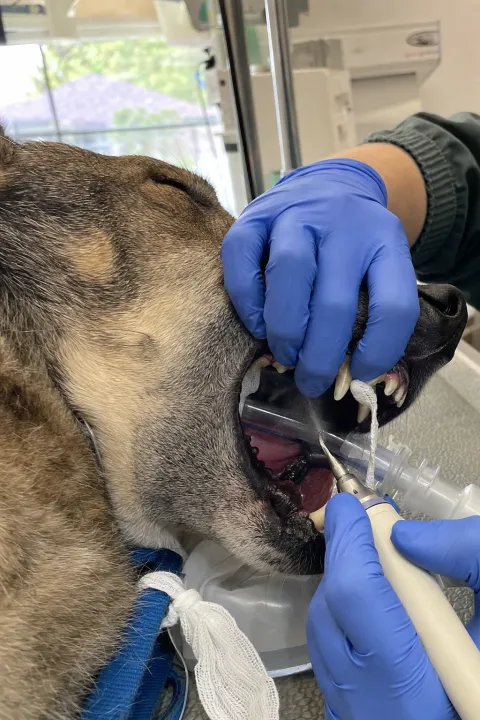 Zahnsteinentfernung mit dem Ultraschallgerät beim narkotisierten Hund