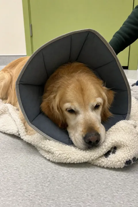 Hund mit Halskragen ruht nach der Operation auf einer Decke