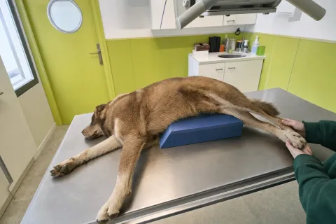 Hund liegt auf dem Röntgentisch, die Röntgenröhre darüber