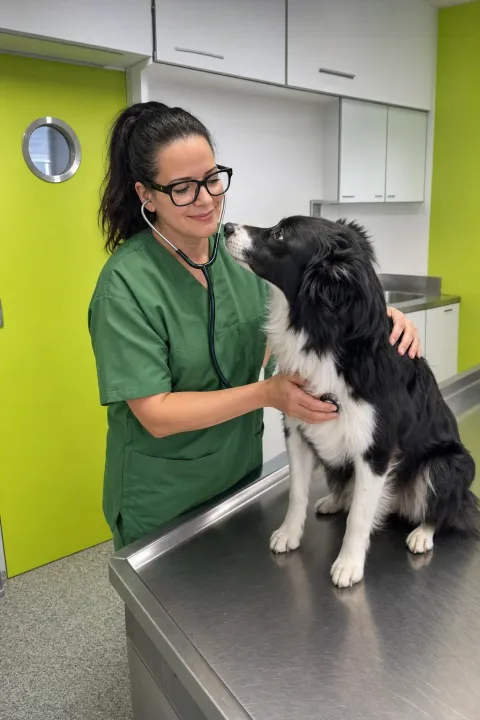 Dr. Cavalcanti hört einen Hund vor der Operation mit dem Stethoskop ab