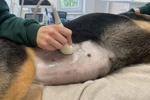 Rasierte Bauchstelle eines Hundes mit Gel und Schallkopf