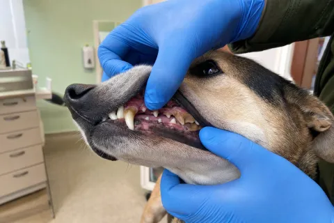 Zähne eines Hundes mit Zahnstein, die Lefze angehoben