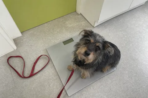 Kleiner Hund sitzt auf der Waage in der Praxis und schaut nach oben