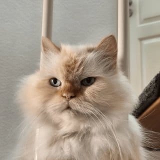 Kater Findus