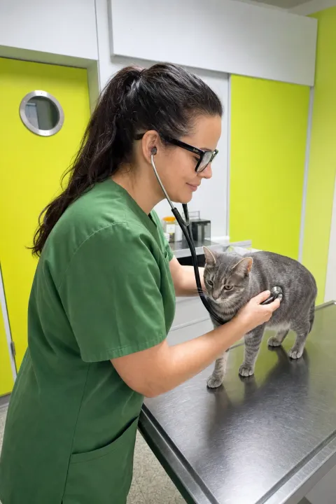 Dr. Cavalcanti untersucht eine Katze bei der Vorsorge mit dem Stethoskop