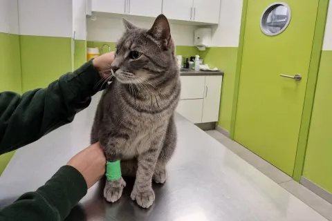 Katze mit kleinem Verband am Bein nach der Blutabnahme