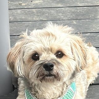 Hund Balou