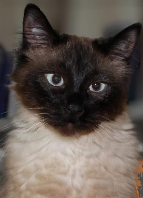 Kater Merlin