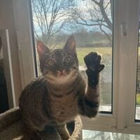 Katze Lupina