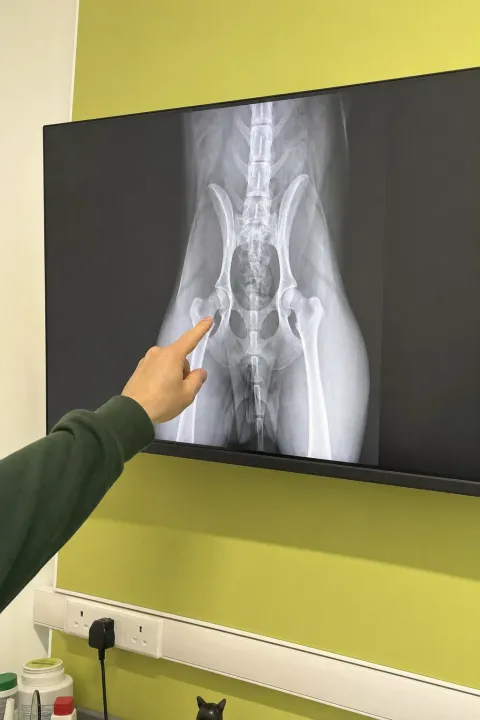 Röntgenbild einer Hundehüfte auf dem Monitor im Behandlungsraum