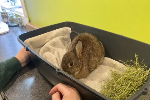 Kaninchen im Aufwachkorb mit Heu