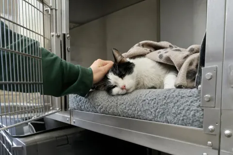 Katze wacht nach der Operation in der Wärmedecke auf