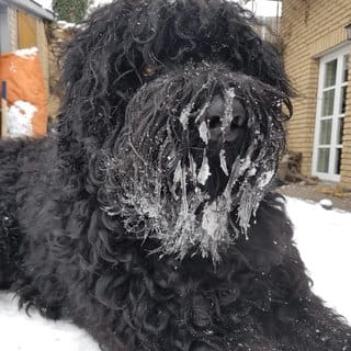 Hund Carlos