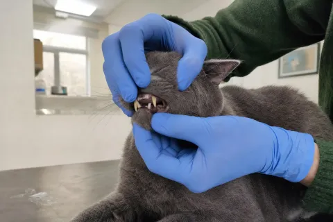 Katzenmaul wird zur Zahnkontrolle vorsichtig geöffnet