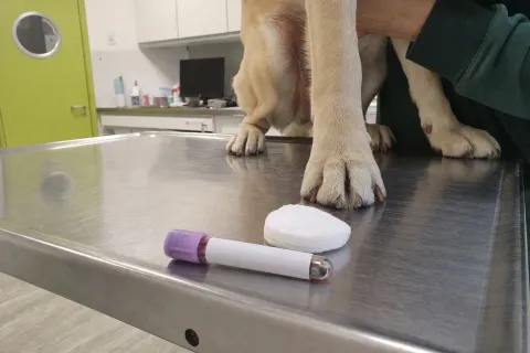 Blutröhrchen neben der Pfote eines Hundes auf dem Behandlungstisch